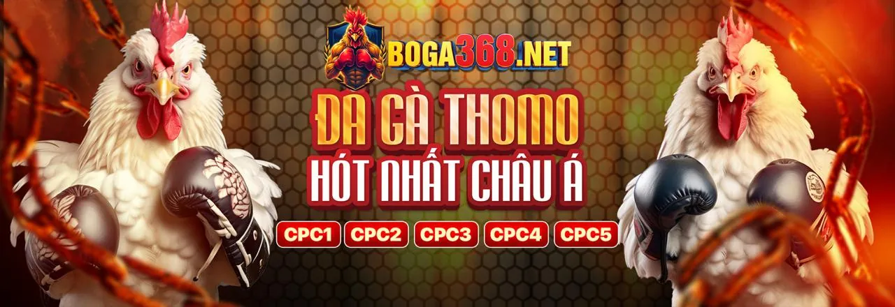 Đấu trường đá gà trực tuyến sôi động tại 999ok